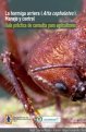 hormiga-arriera-atta-cephalotes